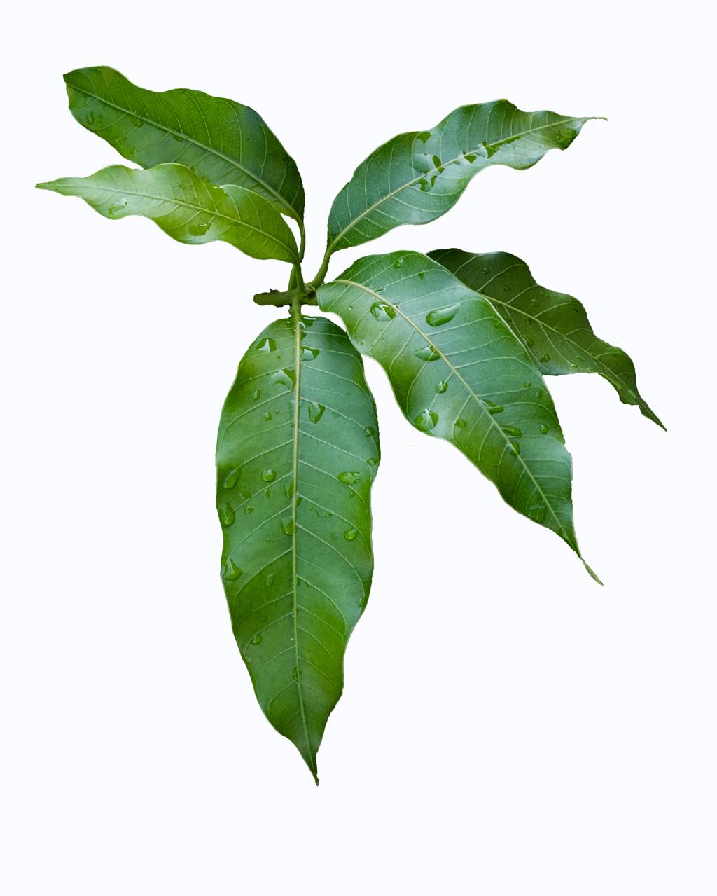 Mango Leaves: Discover Their Hidden Benefits and DIY Uses