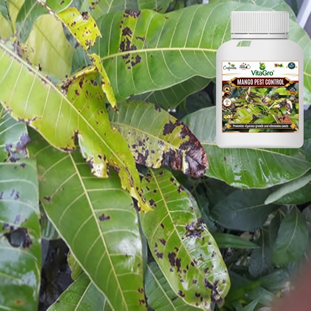 Mango Leaves: Discover Their Hidden Benefits and DIY Uses