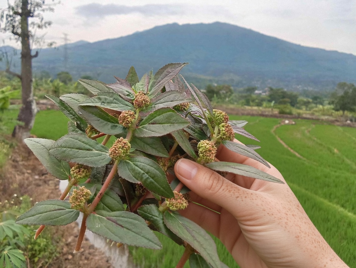 This Euphorbia Hirta Plant Naturally Improves Eyesight — See the Difference