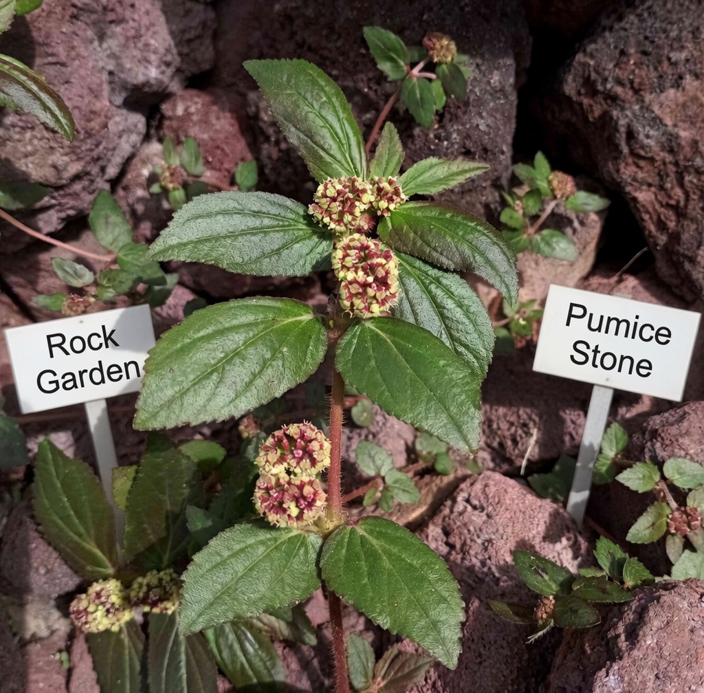 This Euphorbia Hirta Plant Naturally Improves Eyesight — See the Difference