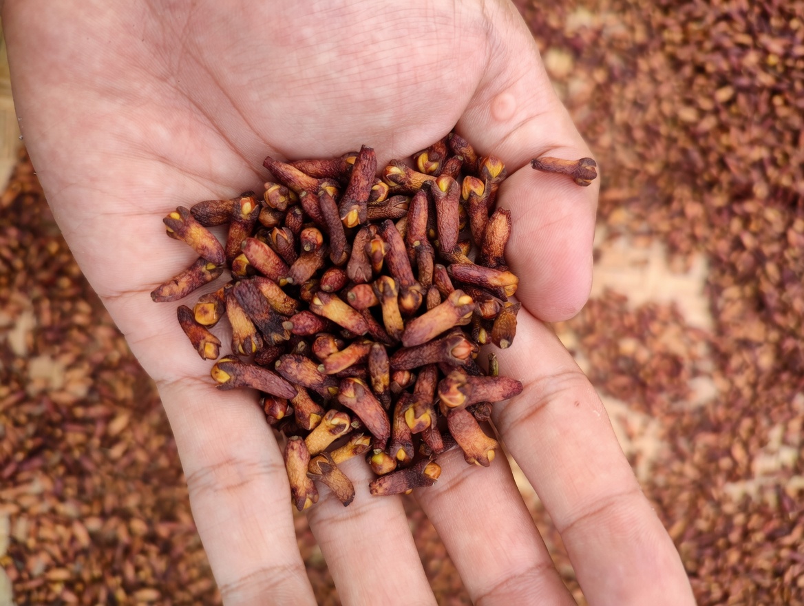 Chew One Clove a Day? The Small Habit Many Seniors Regret Ignoring