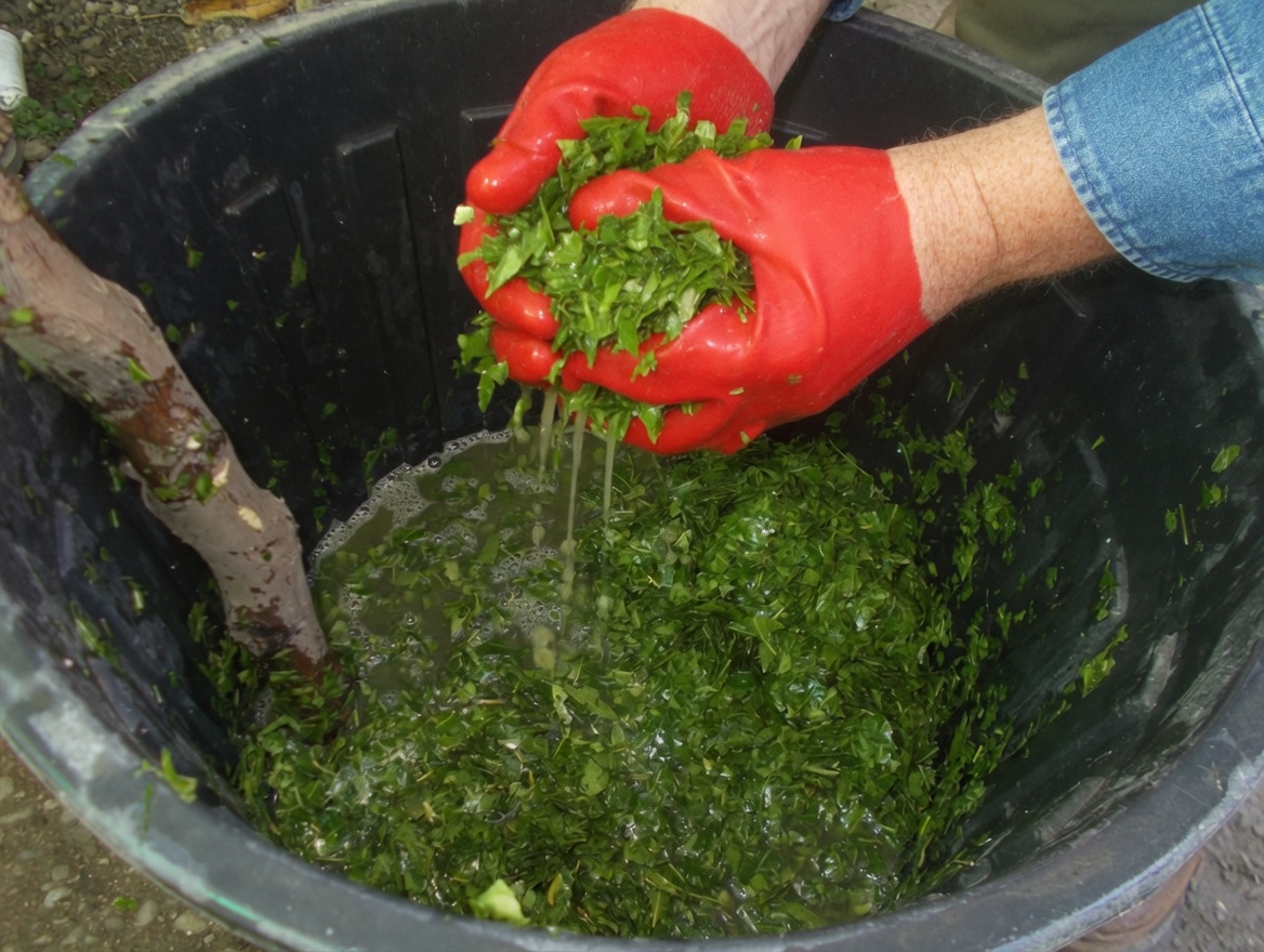 Could This Traditional Neem Leaf Habit Help Your Circulation and Blood Sugar Balance?