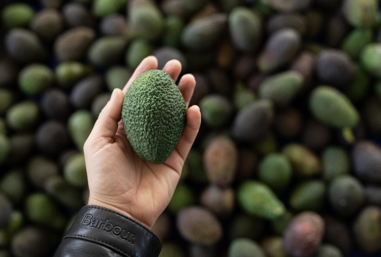 Avocado Habit for Aging Bodies: What Are Your Liver and Lungs Missing?