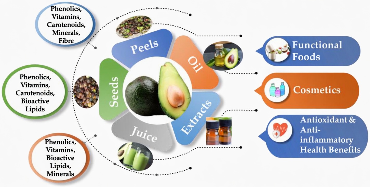 Stop Throwing Away the Avocado Pit: A Hidden Health Habit Many Ignore