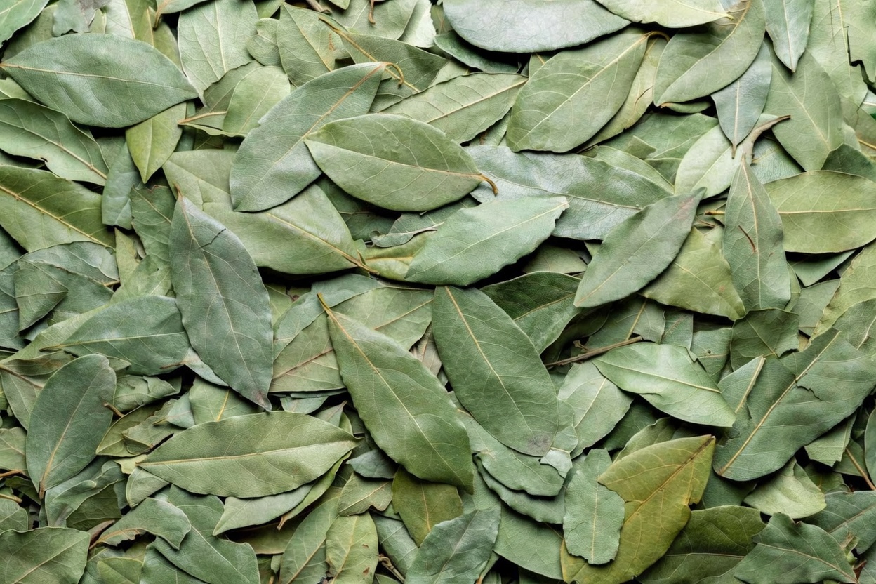 Why Bay Leaves Might Offer Natural Support for Men’s Wellness