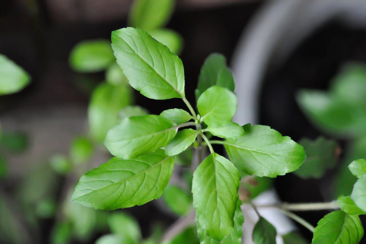 Could This Sacred Leaf Quietly Support a Healthier Smile While You Care for Your Mouth?