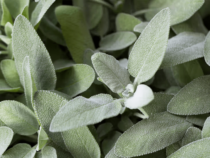 Sage Leaves: Properties, Benefits & How to Use Them Naturally