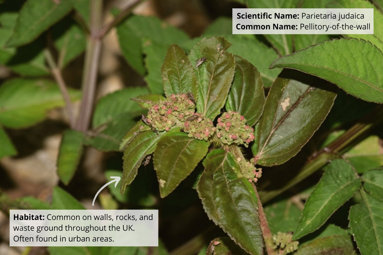 How to Incorporate Euphorbia Hirta into Your Wellness Routine: A Guide to Its Traditional Uses and Benefits