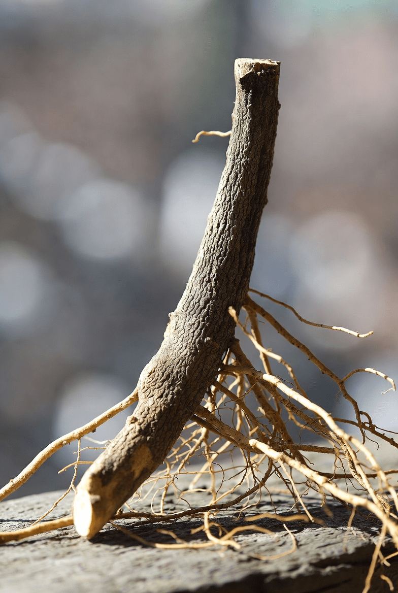 Discover the Traditional Uses and Potential Benefits of Licorice Root for Digestive and Liver Wellness