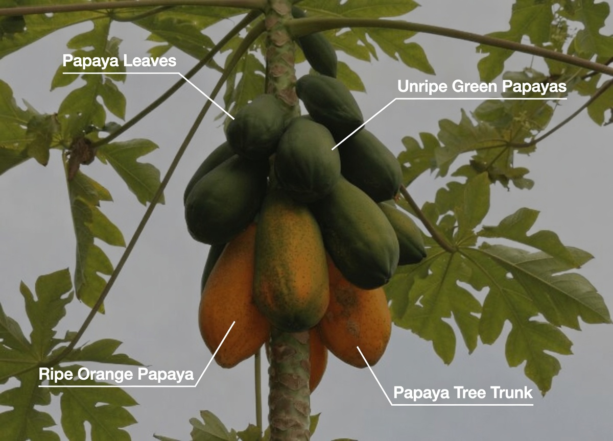 Discover the Hidden Uses of Papaya Sap for Natural Support in Your Daily Digestion Routine