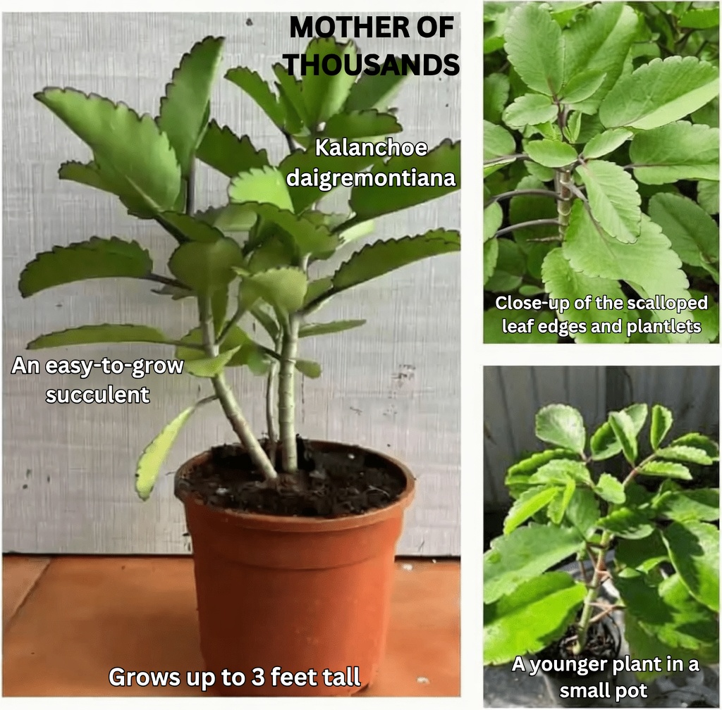 Exploring the Versatile Kalanchoe pinnata: How This Common Garden Plant Can Enhance Your Daily Routine