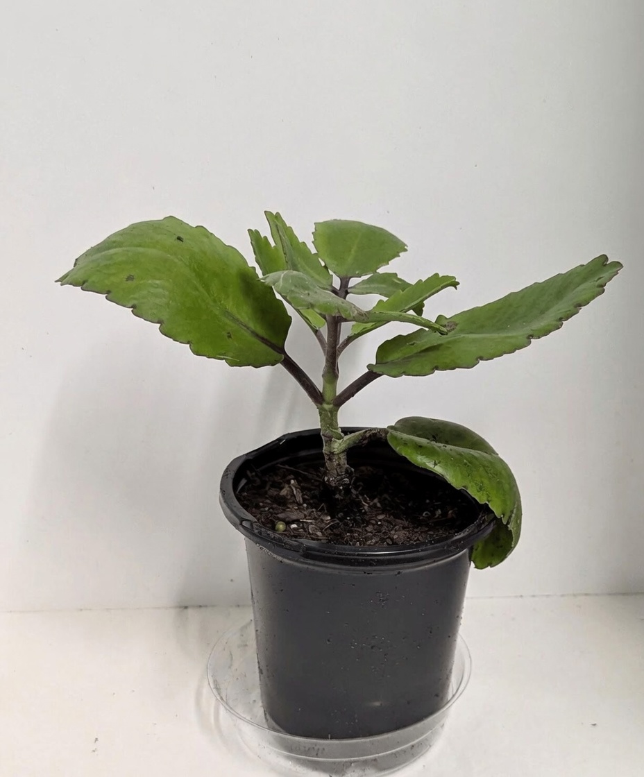 Exploring the Versatile Kalanchoe pinnata: How This Common Garden Plant Can Enhance Your Daily Routine