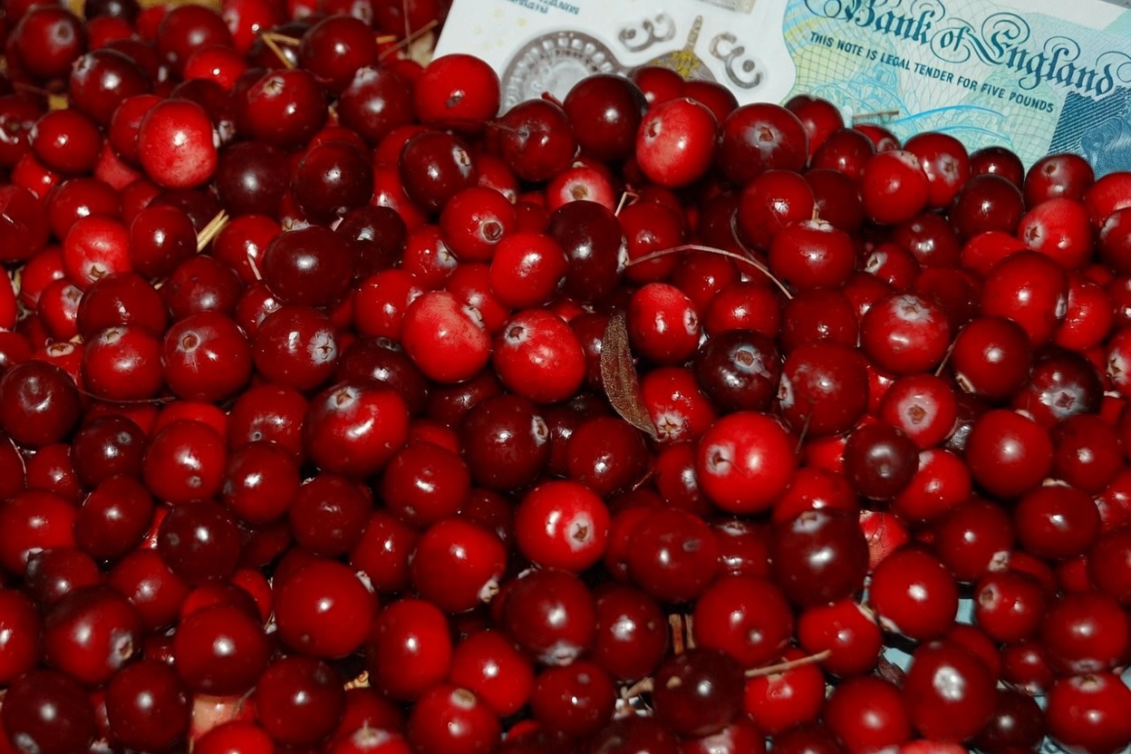 12 Superfoods That Lower Creatinine Levels Like a Stone and Give Your Kidneys a Fighting Chance – Even If Your Doctor Just Said “It’s Trending Up”