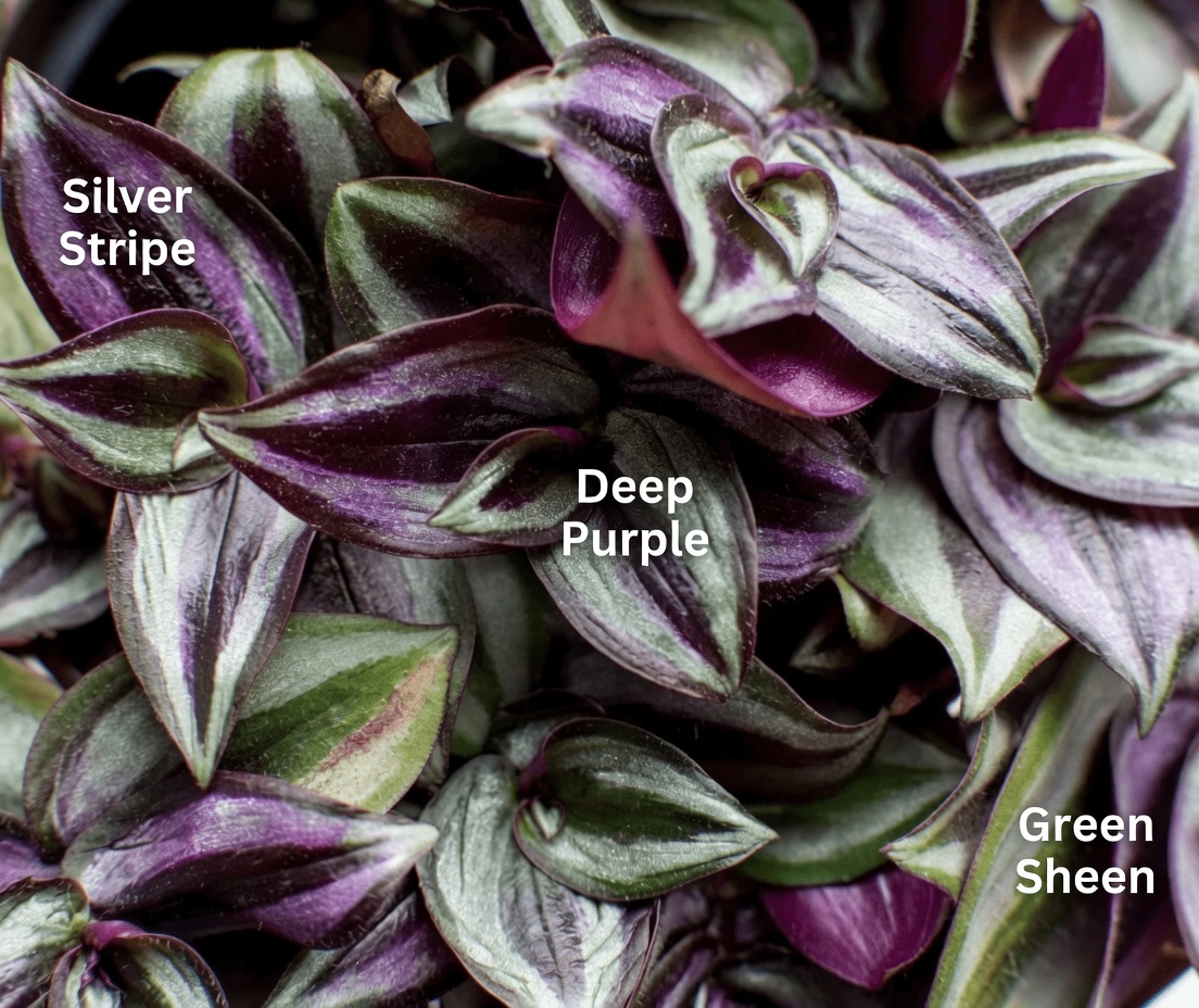 Purple Plant Herbal Tea for Circulation and Urinary Wellness: A Simple Daily Ritual to Explore