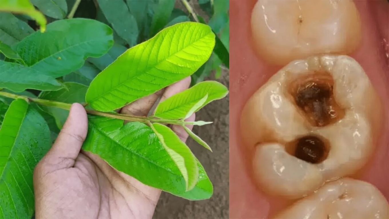 Discover 3 Simple Guava Leaf Habits to Naturally Support a Cleaner Mouth and Healthier Teeth