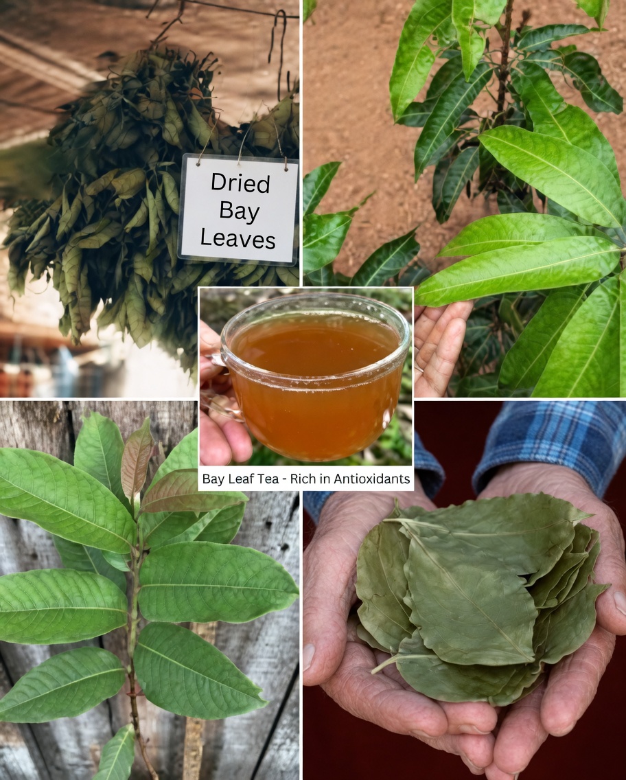 The Four Medicinal Leaves: Avocado, Mango, Bay, and Guava — Nature’s Gift for Your Well-Being