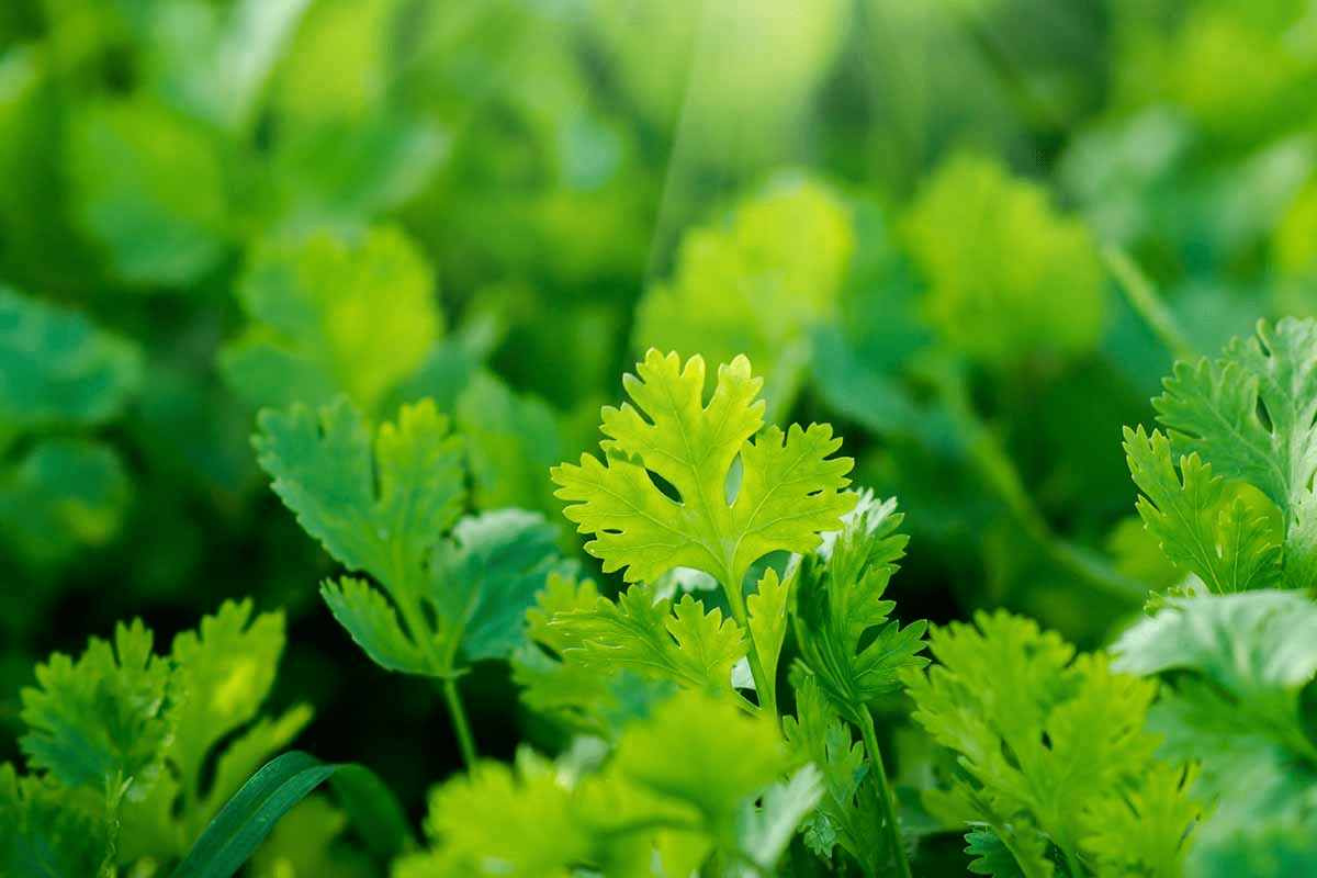 Clean Your Kidneys and Urinary Tract Naturally: One Teaspoon a Day