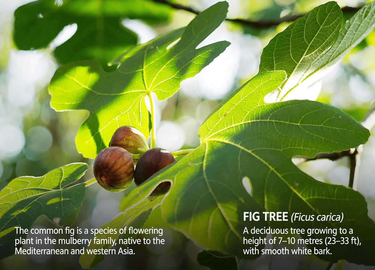 10 Potential Health Benefits of Fig Leaves You Might Not Know About