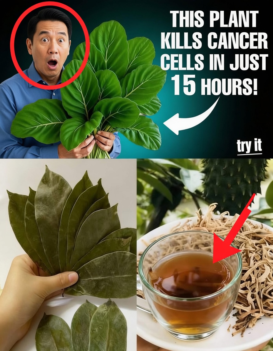 The Leaf That Destroys Cancer Cells—Why No One Is Talking About It