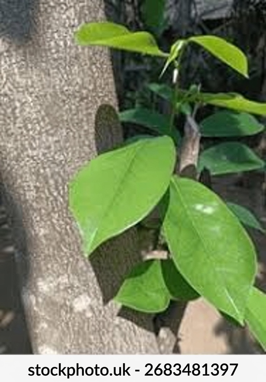 The Leaf That Destroys Cancer Cells—Why No One Is Talking About It