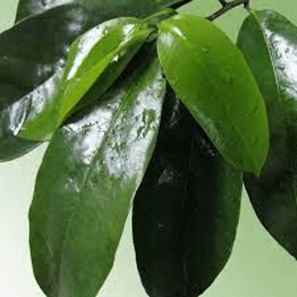 The Leaf That Destroys Cancer Cells—Why No One Is Talking About It