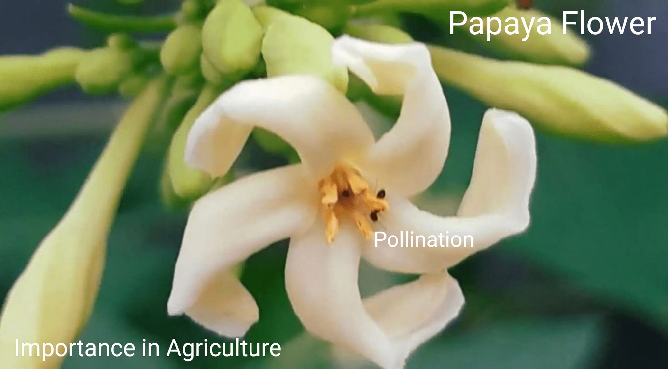 The Hidden Power of Papaya Flowers: Could They Offer More Wellness Support Than the Fruit?