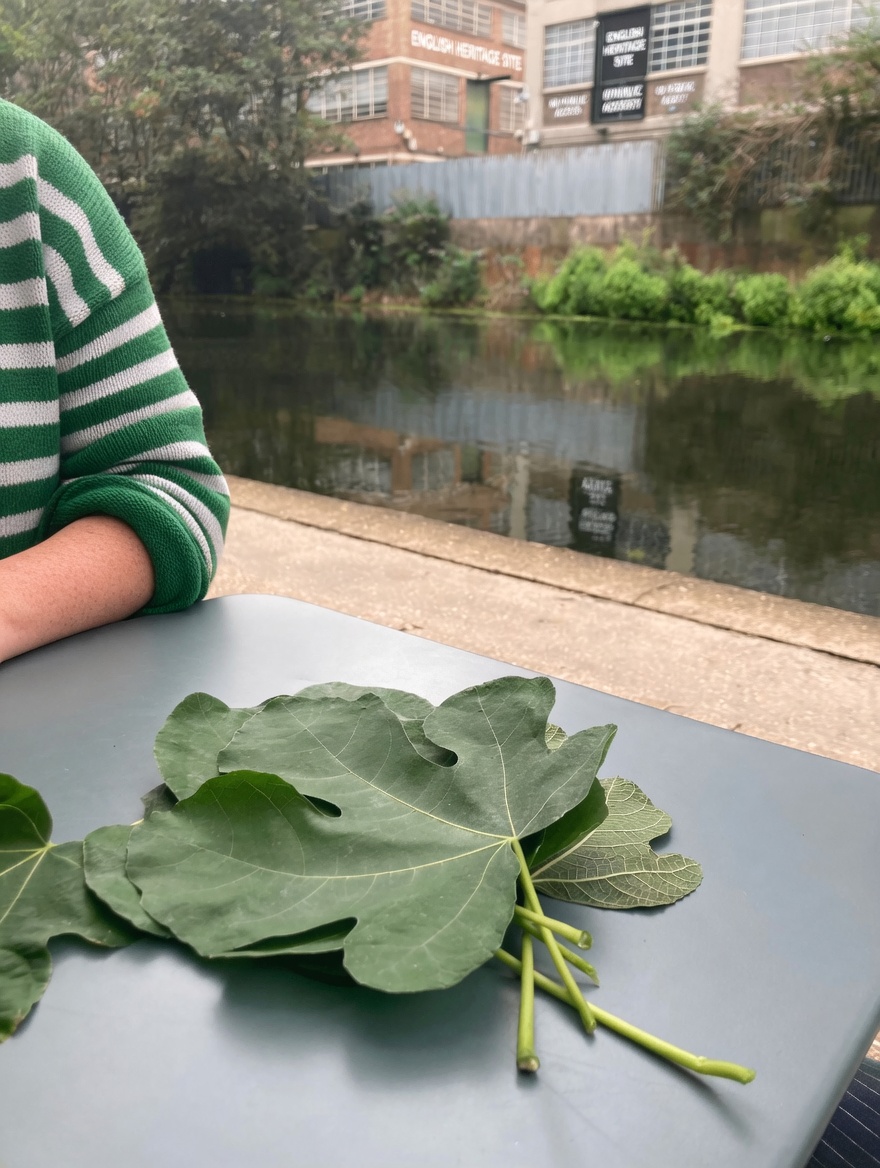 Fig Leaves Benefits and Simple Ways to Use This Overlooked Green at Home
