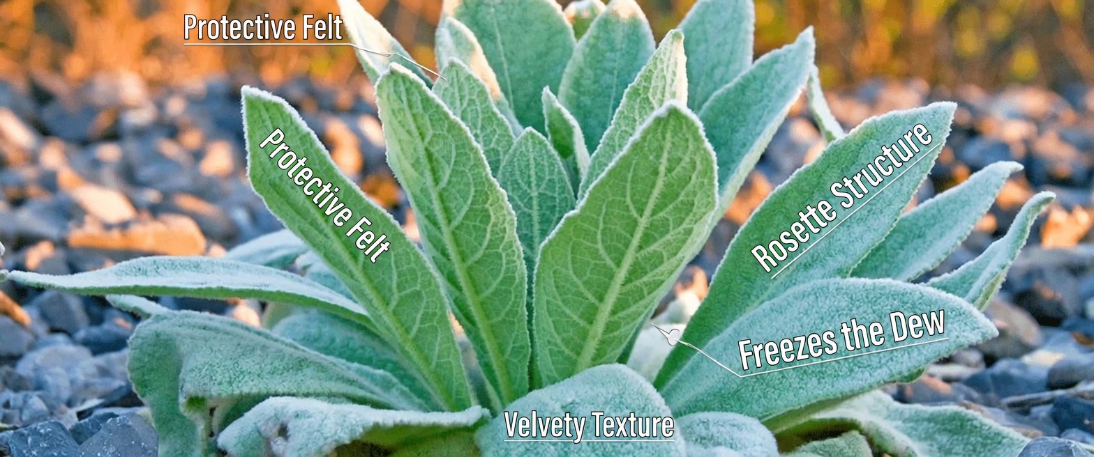 Discover the Leaf That Supports Lung Health, Soothes Coughs & Helps You Breathe Better Naturally