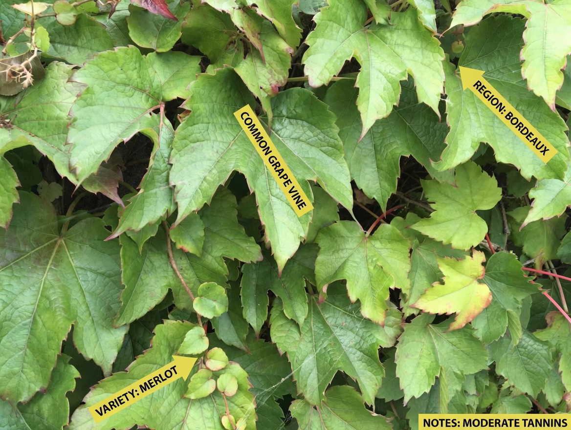 Discover the Leaf That Supports Lung Health, Soothes Coughs & Helps You Breathe Better Naturally