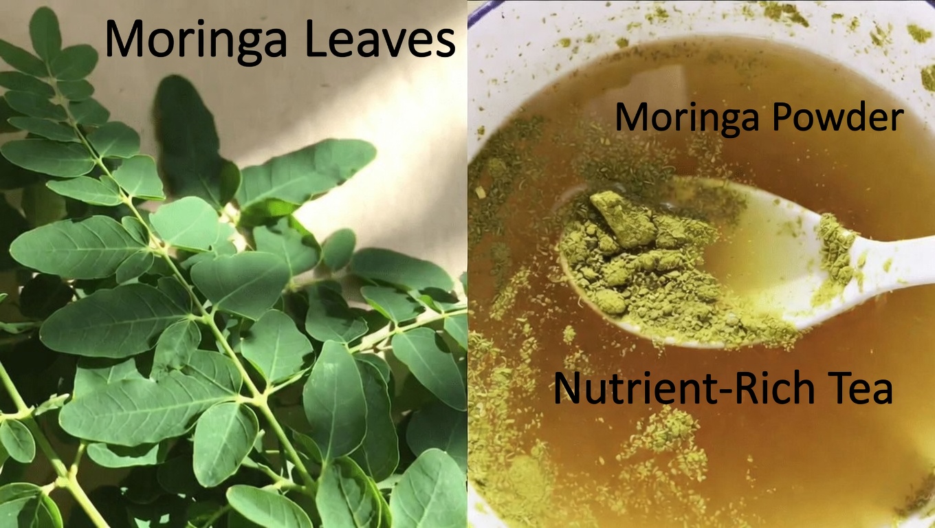 Over 60? Discover How Moringa Leaves May Support Healthy Blood Sugar and Artery Function in Seniors