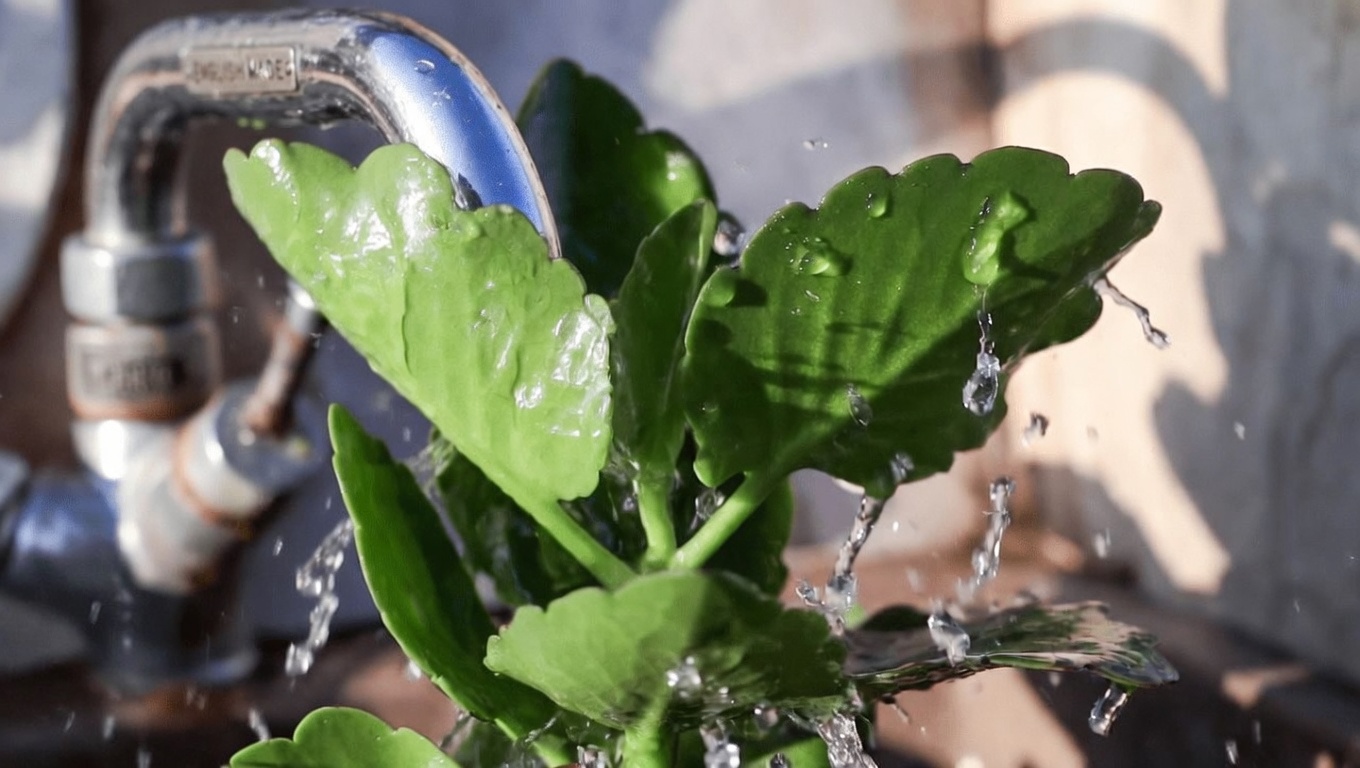 Have You Ever Wondered What to Do with That Common “Leaf-of-Life” Plant Growing in Your Garden?