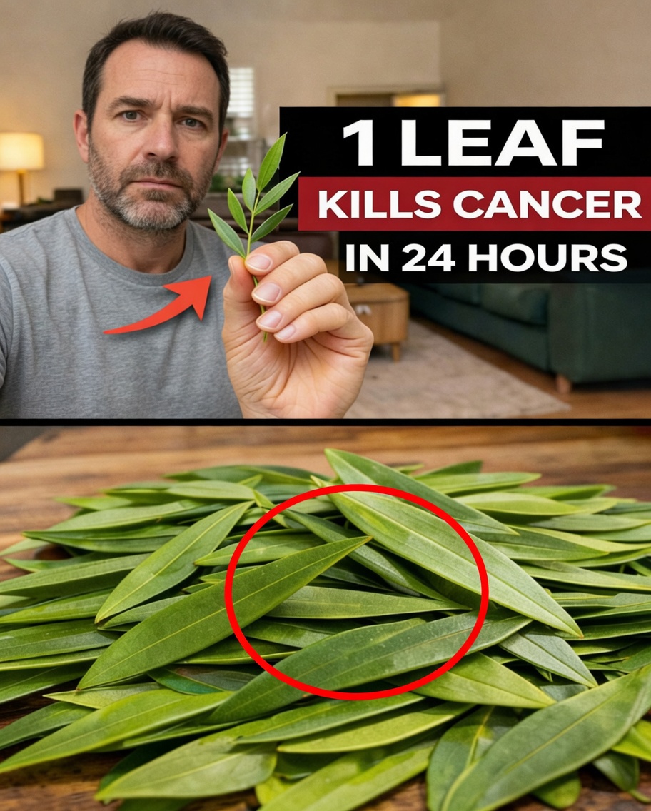 Exploring the Potential Health Benefits of Olive Leaf: What Science Says About This Traditional Remedy