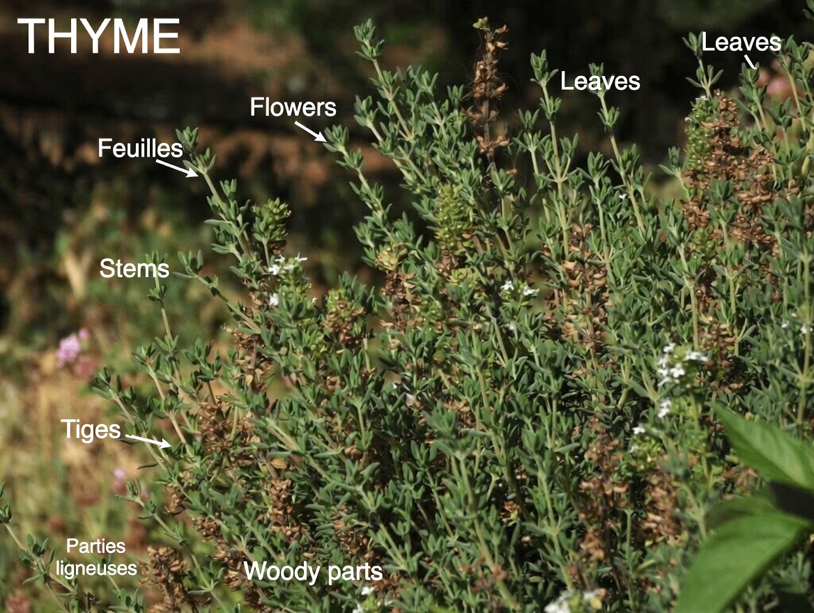 The Most Powerful Plant: Wild Thyme – Nature’s Ally Against Parasites, Infections, and Joint Pain
