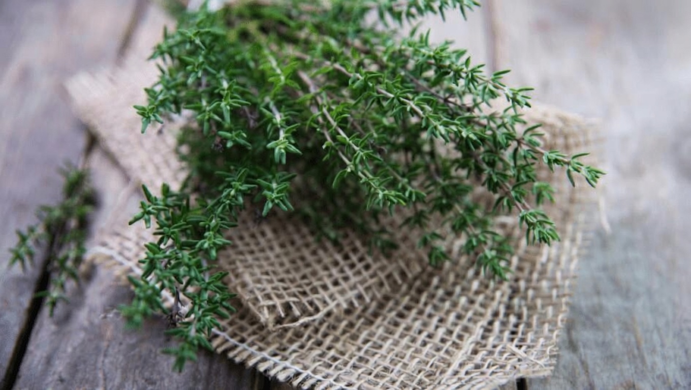 The Most Powerful Plant: Wild Thyme – Nature’s Ally Against Parasites, Infections, and Joint Pain