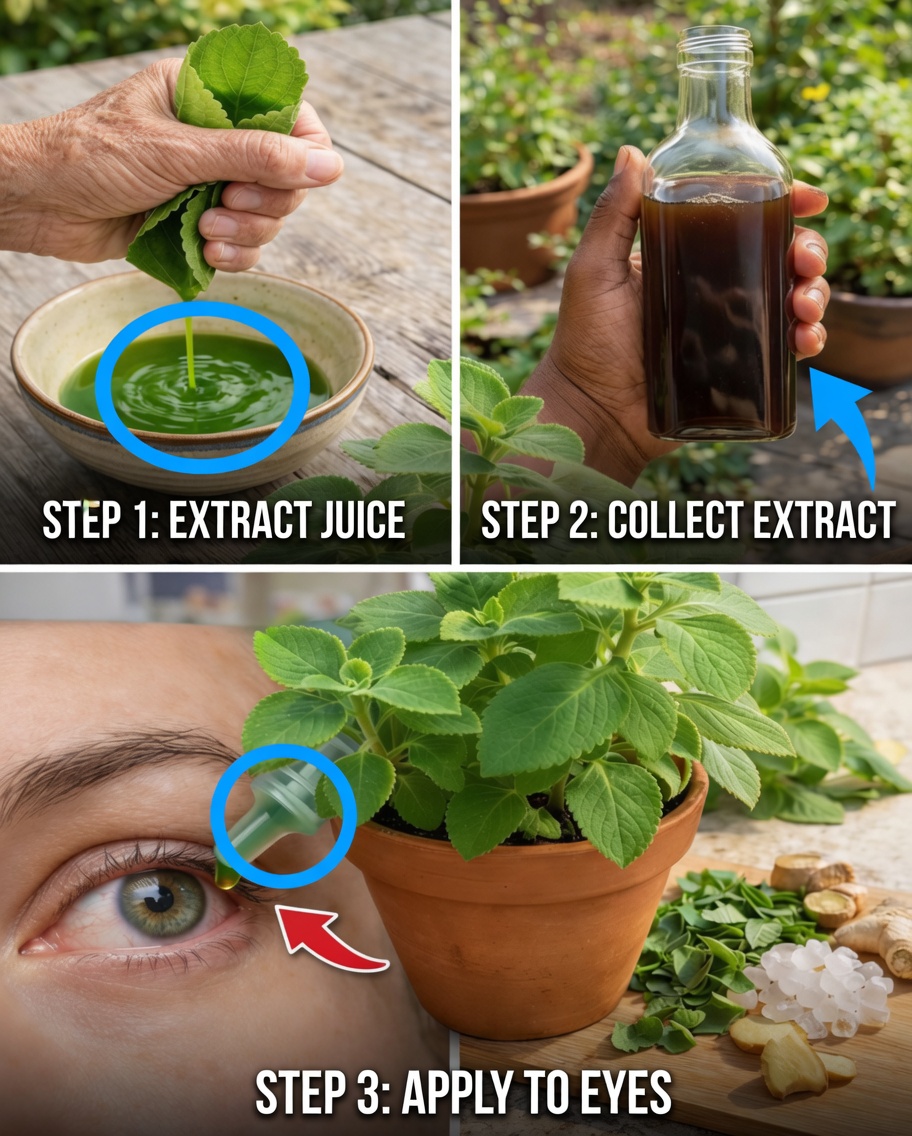 Oregano for Eyes: Exploring the Potential Vision Support from This Everyday Herb