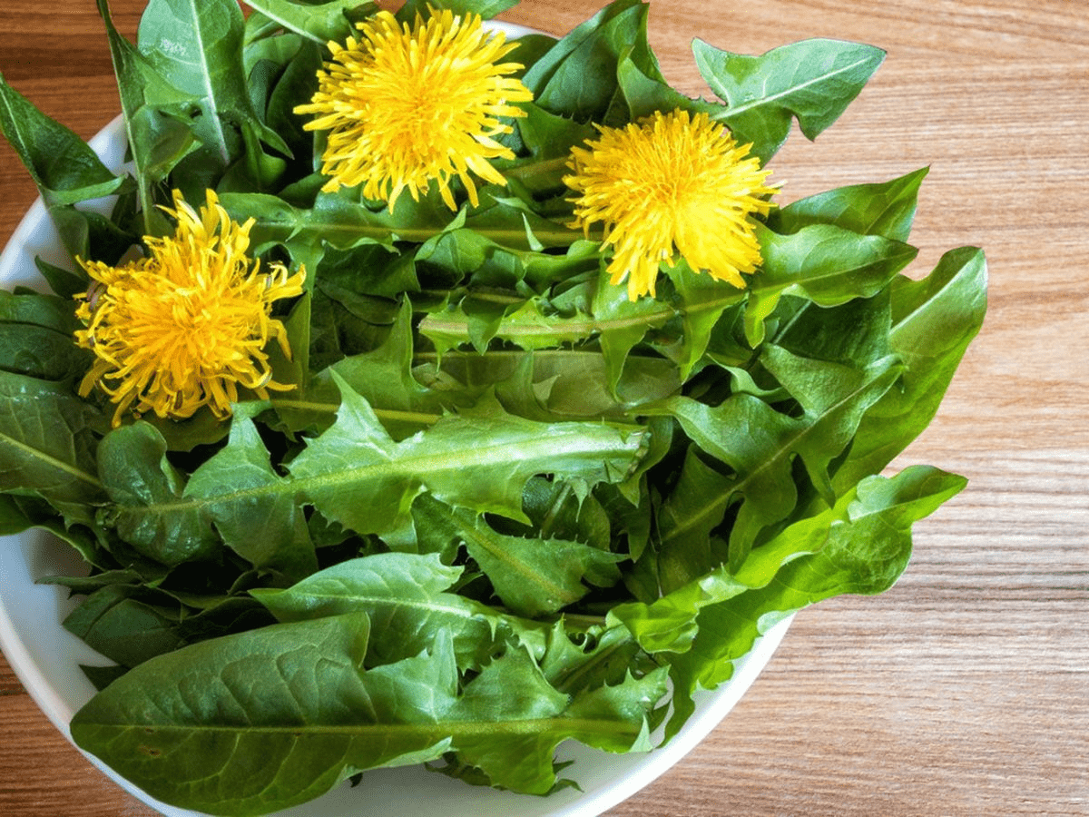 Discover the Nutritional Potential of Dandelion: A Common Plant with an Impressive Nutrient Profile