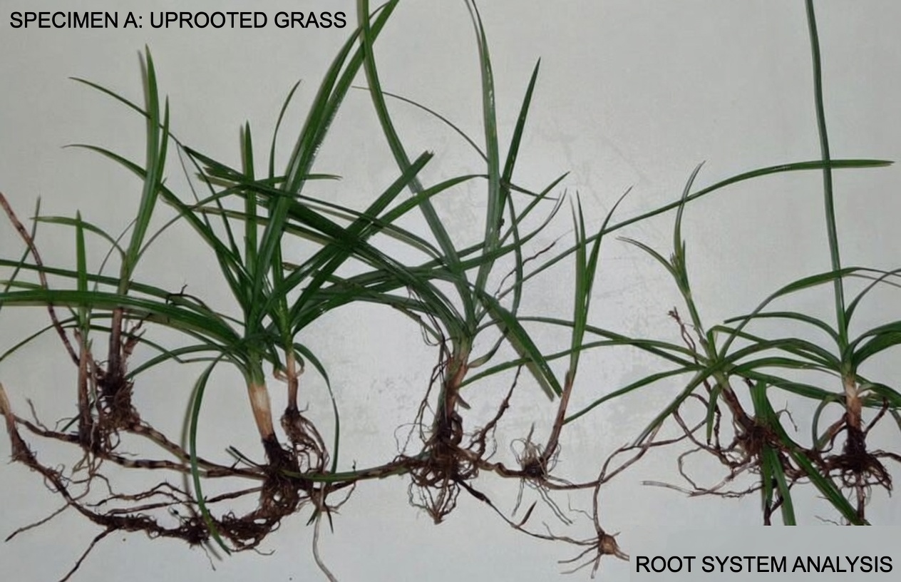 Is Nutgrass the Overlooked Ancient Herb for Everyday Wellness Support? Exploring the Benefits and Traditional Uses of Cyperus rotundus