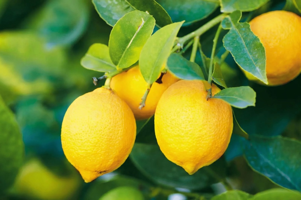 Discover the Simple Chayote, Garlic, and Lemon Infusion: A Refreshing Way to Support Your Daily Wellness