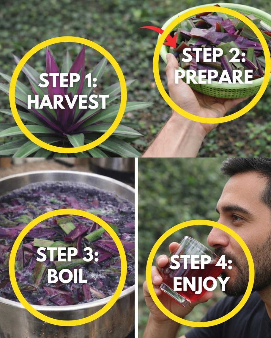 Discover Purple Heart Leaves: How to Brew Vibrant Herbal Tea from This Colorful Plant