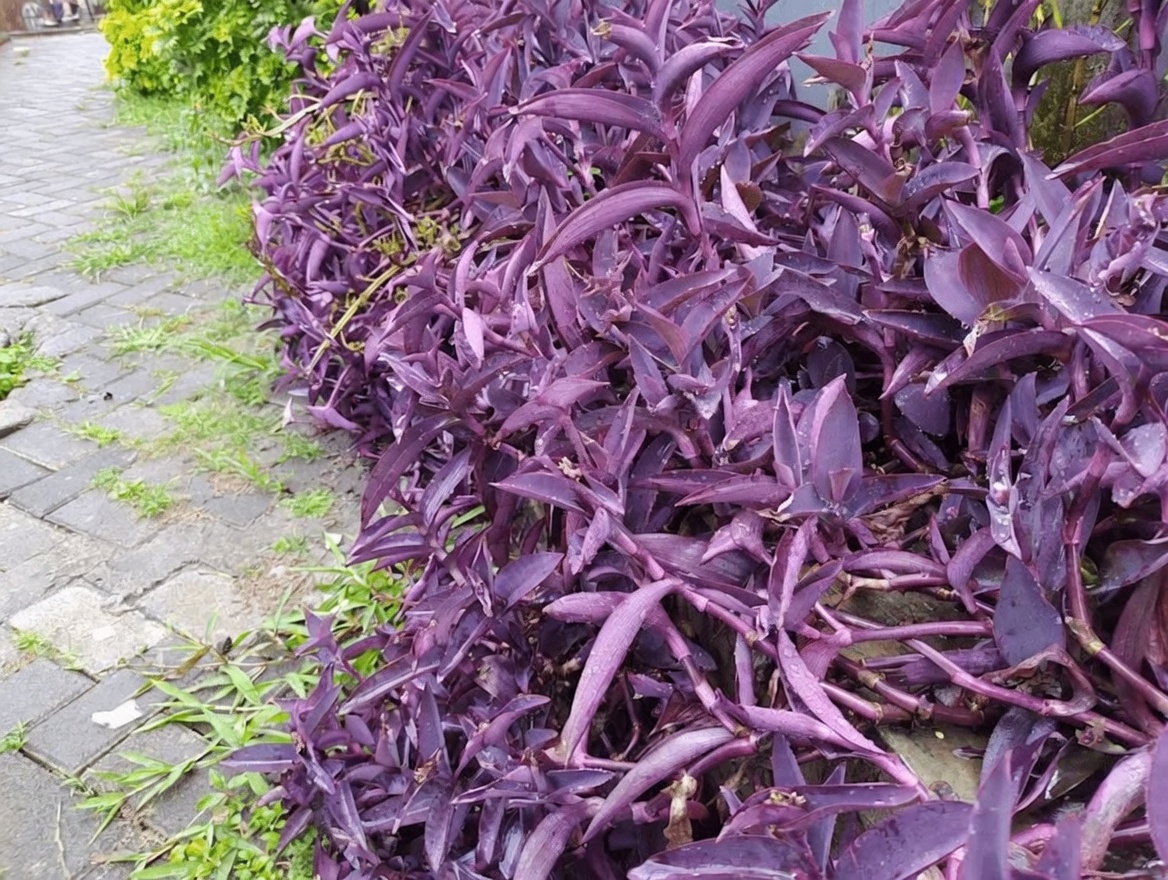Discover Purple Heart Leaves: How to Brew Vibrant Herbal Tea from This Colorful Plant