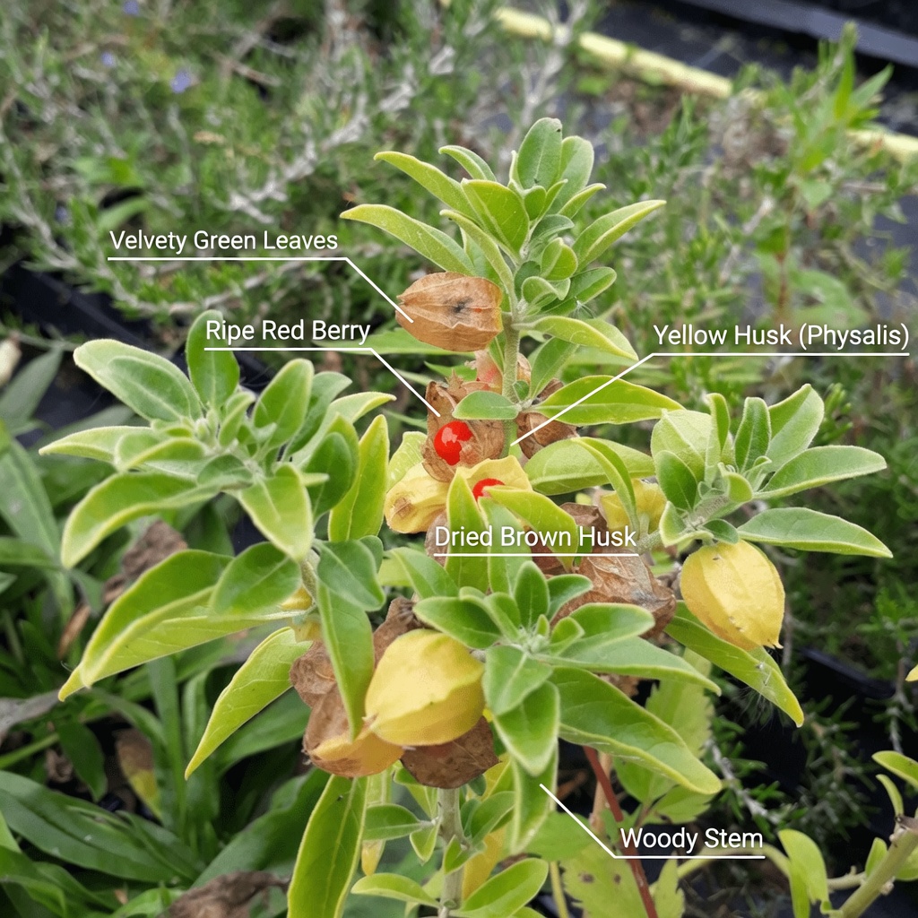 Natural Herbs and Leaves That May Support Thyroid Health: Forgotten Secrets You Should Know