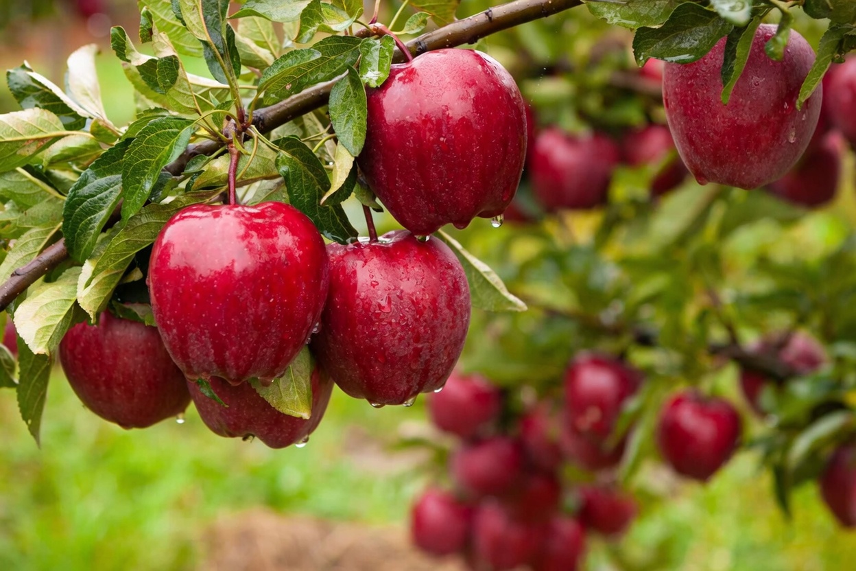 Top 5 Everyday Foods That May Support Kidney Health and Help Manage Creatinine Levels Naturally
