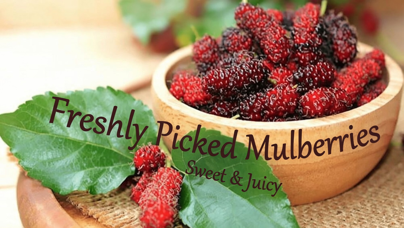 Mulberry Leaf Tea Habit for Metabolic Balance: A Natural Way to Support Blood Sugar, Blood Pressure, and Circulation