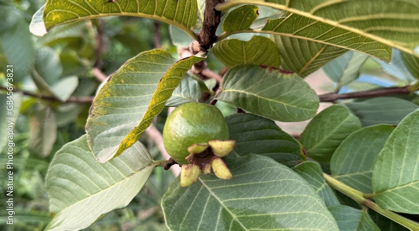 Exploring Guava Leaves: A Natural Option for Supporting Hair Health and Growth