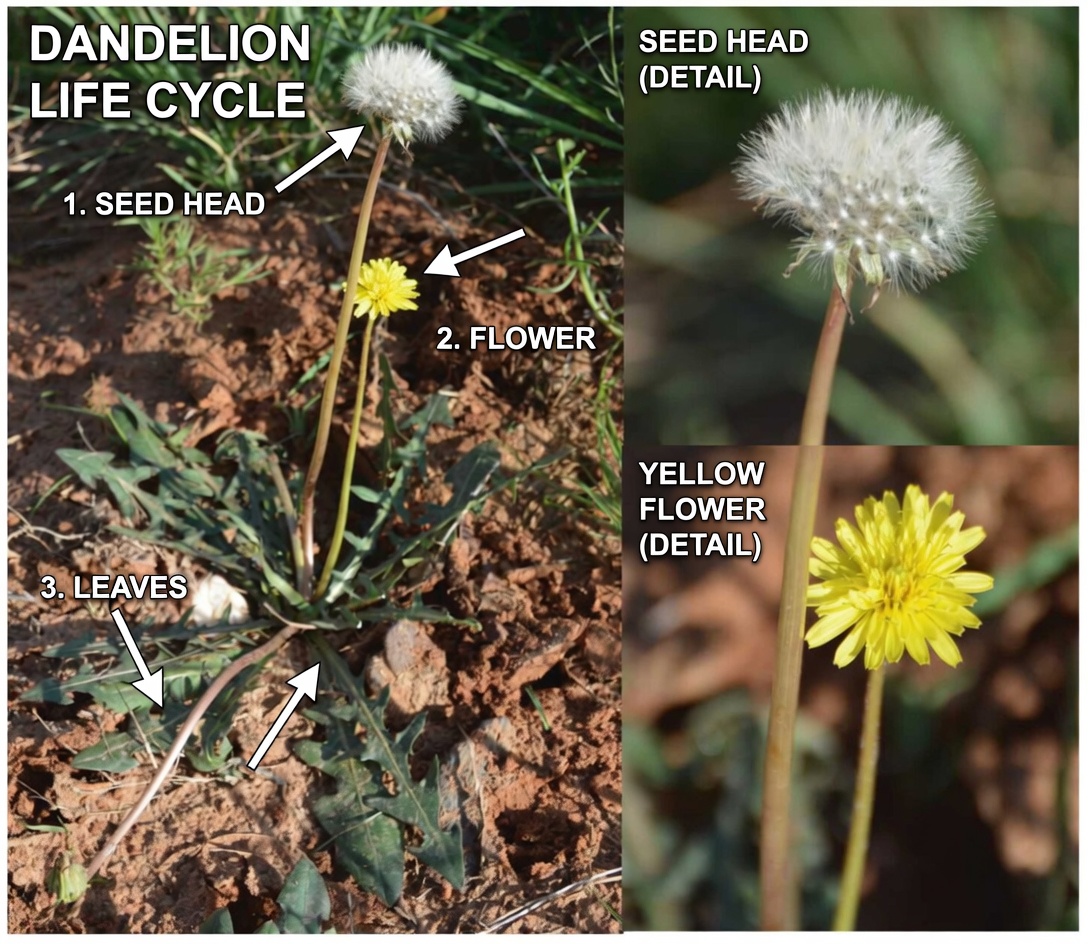 Exploring the Potential of Dandelion Root in Cancer Research: What Laboratory Studies Reveal