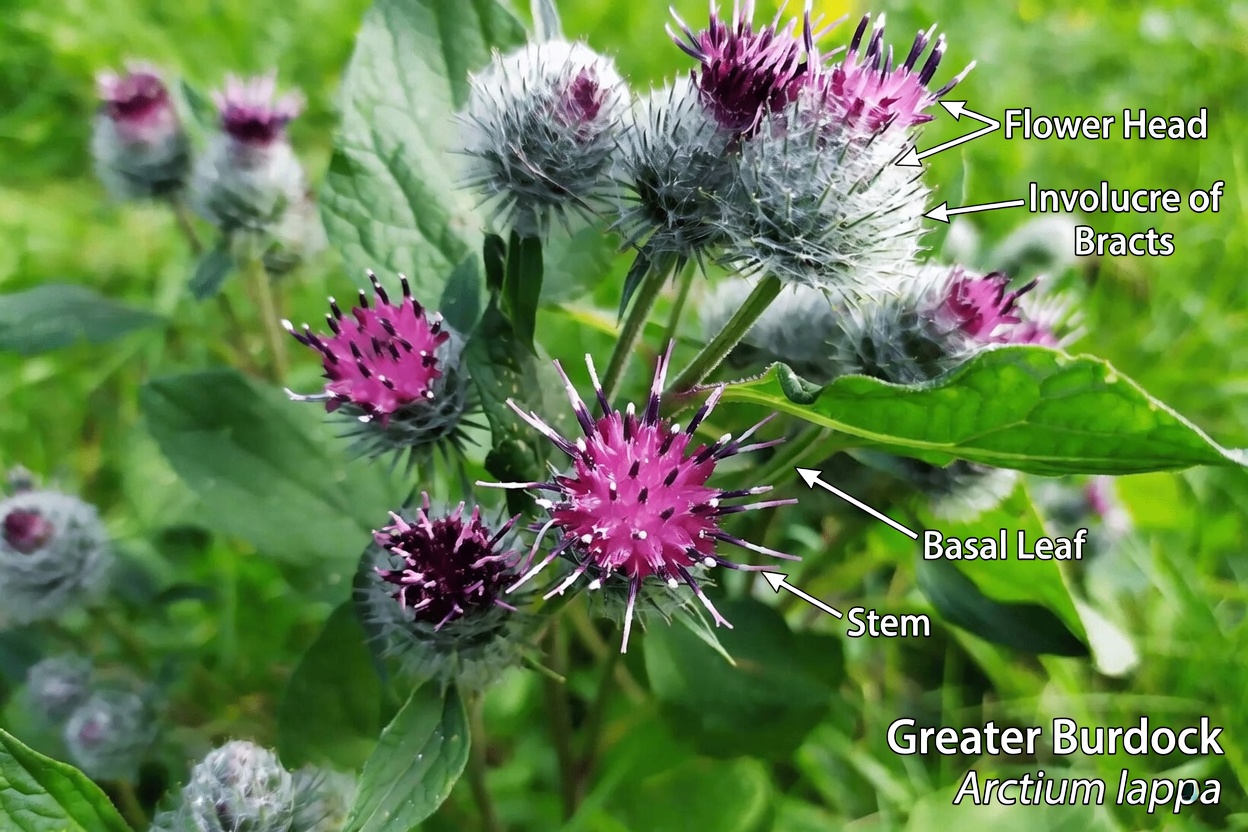 Exploring the Potential of Dandelion Root in Cancer Research: What Laboratory Studies Reveal