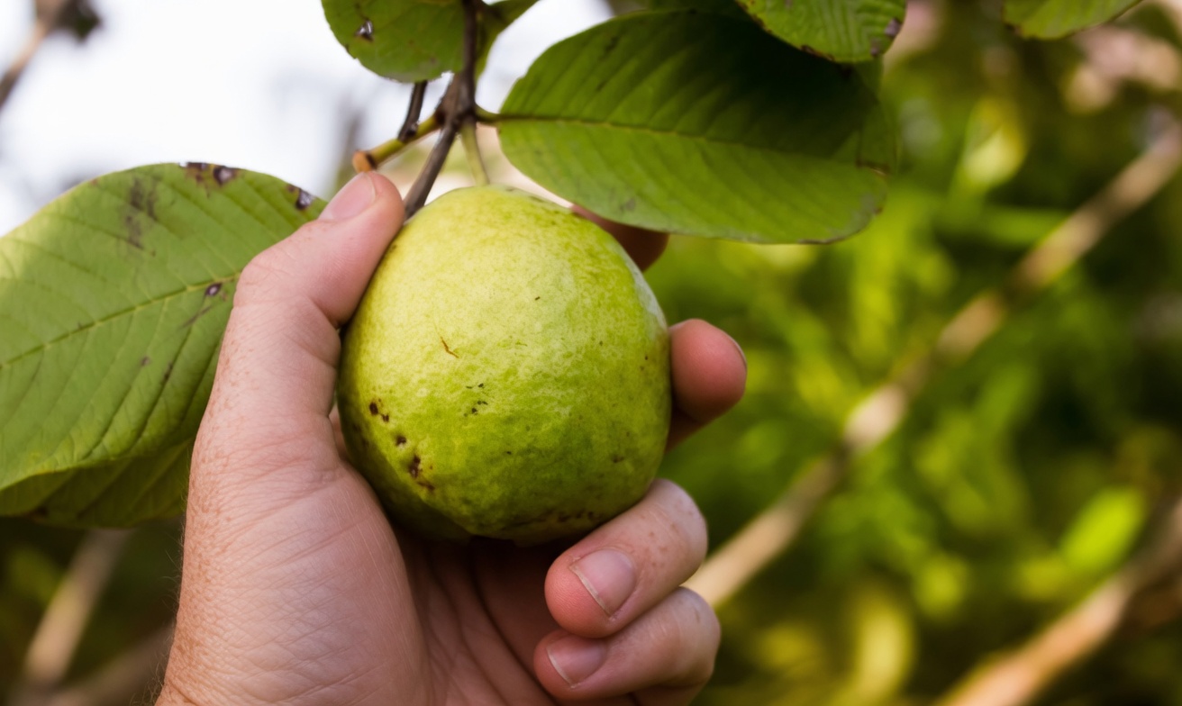 Discover the Comforting Tradition: Natural Herbal Infusion with Oregano Poleo, Bay Leaves, and Guava Leaves