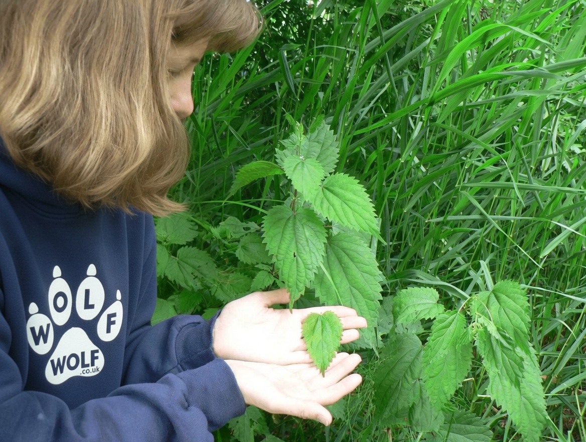 Nettle Root: When to Take It and How to Use It Safely