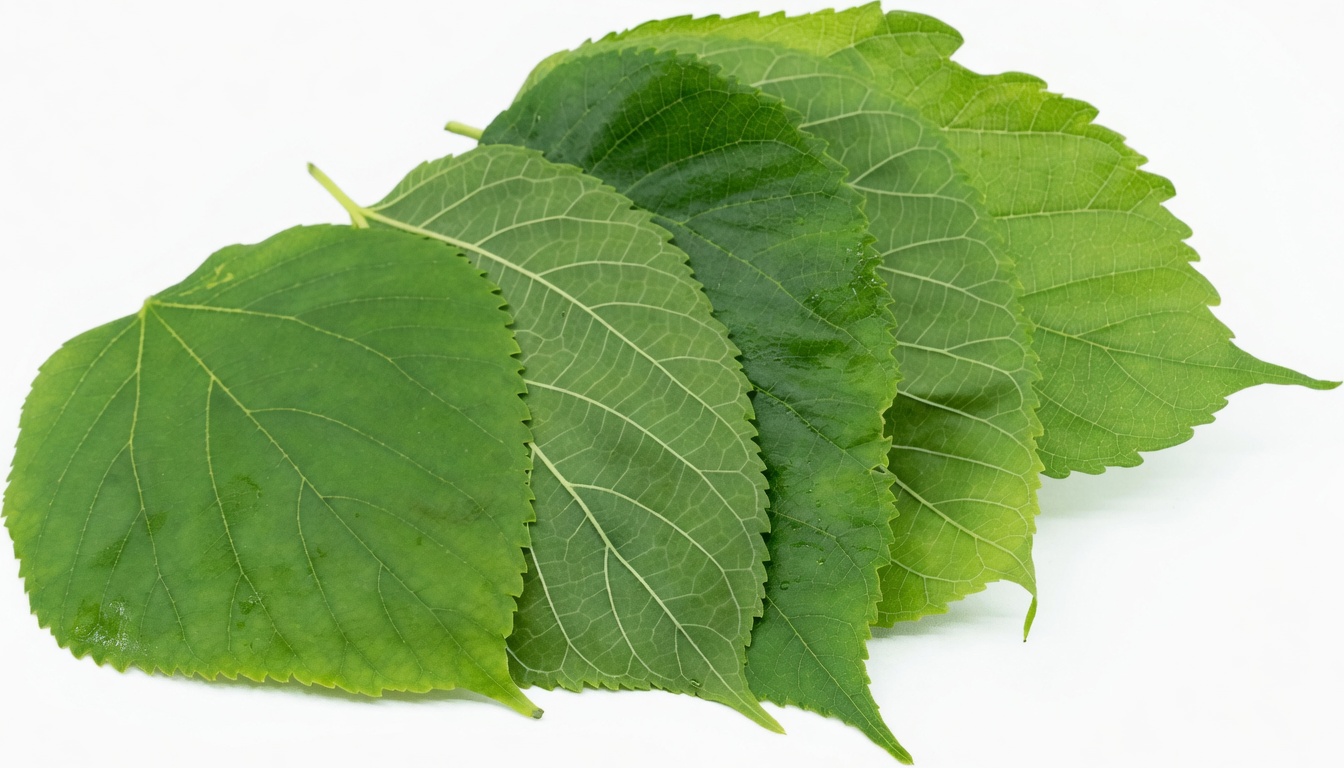 Could Mulberry Leaf Tea Support Your Metabolic Health? Exploring the Potential of This Traditional Herb