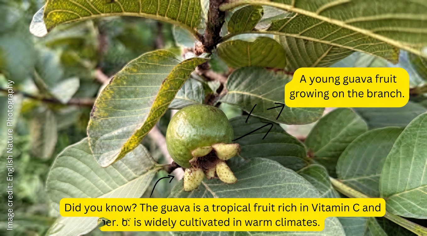 Exploring the Potential Wellness Benefits of Guava Leaves, Bay Leaf, and Oregano Tea